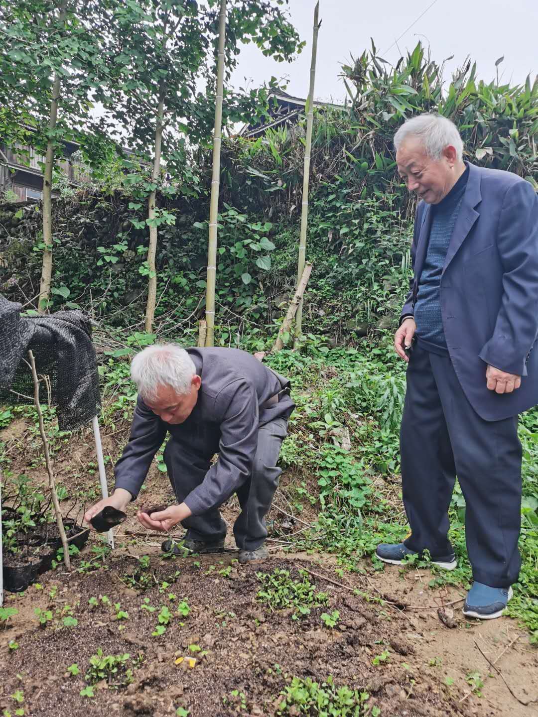 潘一乐主委三江指导蚕桑种植.jpg